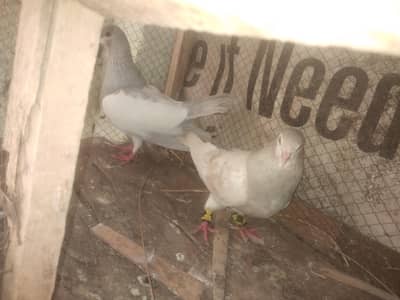 kasni khal guldar. kalyara pair