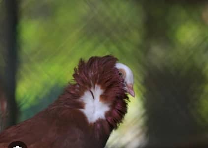 brown and white jacobin