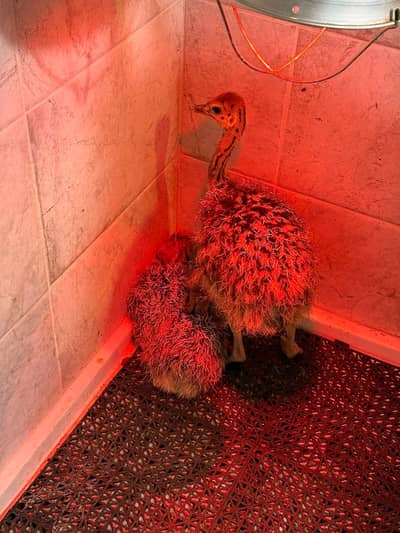 Ostrich baby