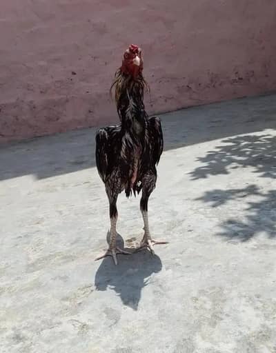 AB Aseel farm