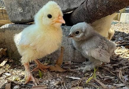 Bantum chicks
