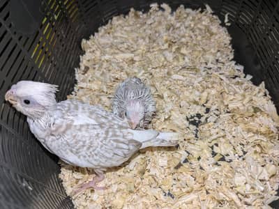 HAND TAME COCKTAIL