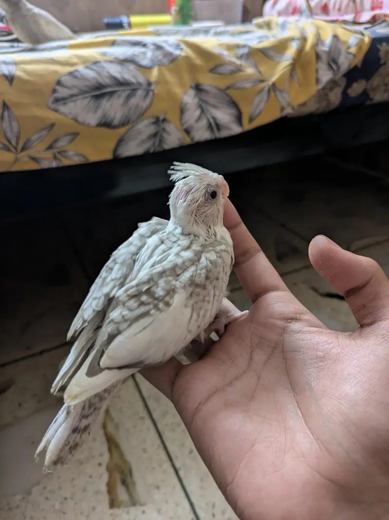 HAND TAME COCKTAIL — photo 2