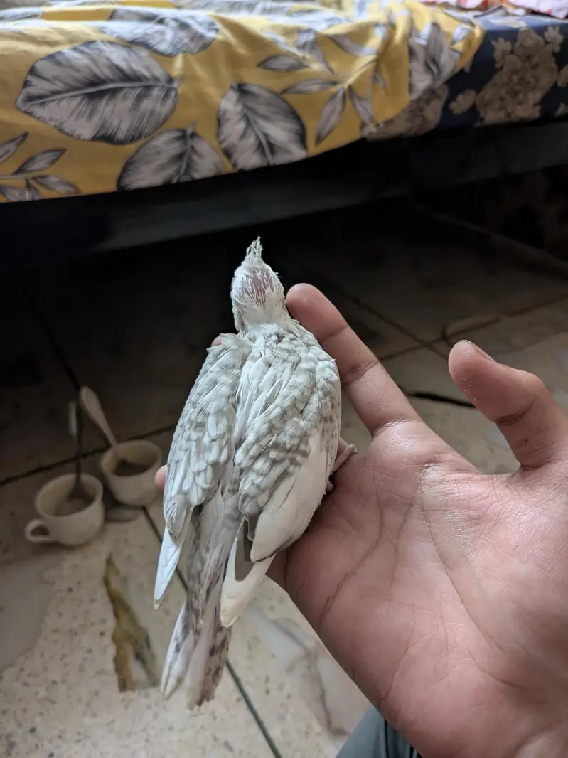 HAND TAME COCKTAIL — photo 3