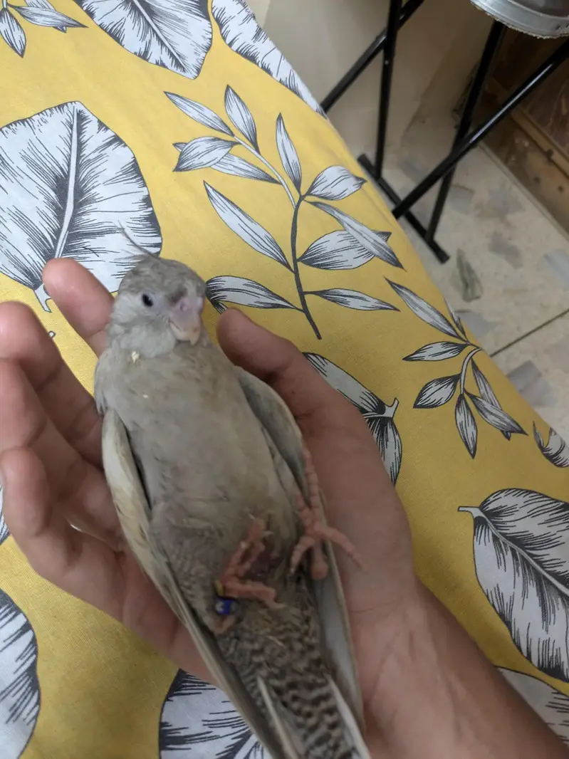 HAND TAME COCKTAIL — photo 4