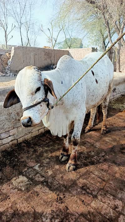 Kheera Bachra / Bull / Cholistani Breed / Cheena Bachra