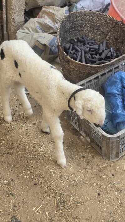 Lamb for sale
