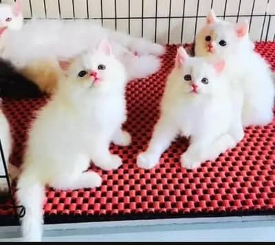 (Persian female kitten) (for sale all) (Pakistan delivery available)