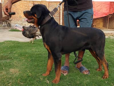 Rottweiler Female