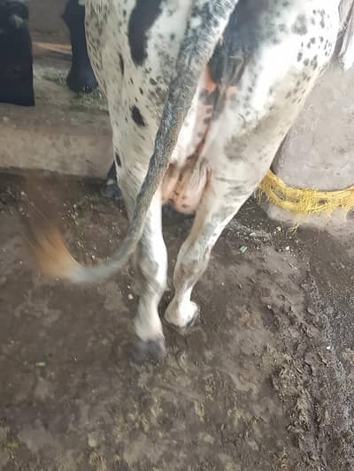 Cholistani fresion cross cow with femal calf