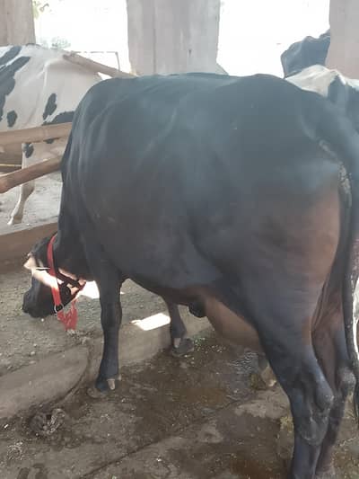Jerrsy sahiwal cross cow with male calf