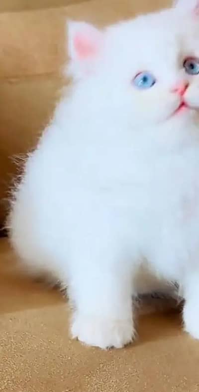 (Persian female kitten) (for sale all) (Pakistan delivery available)