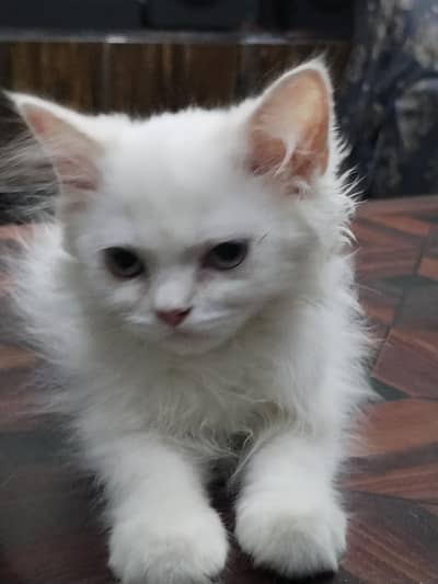  White Persian Male Kitten for Sale – 3 Months Old