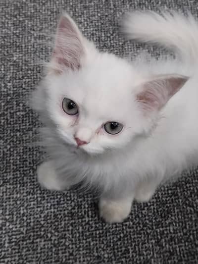 White Persian Male Kitten for Sale – 3 Months Old