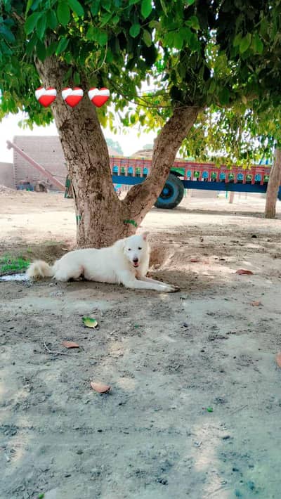Persian dog