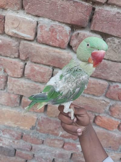 for sale  hand tame raw