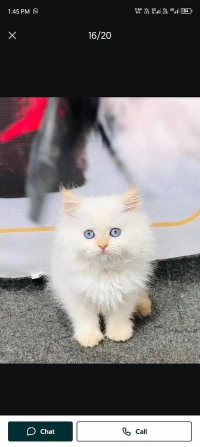 Persian cat for sale my WhatsApp number  03703659905