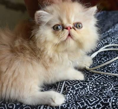 pikki kittens High Quality male female both are available 03486508929