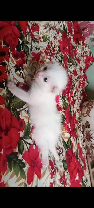 1 Persian mix kitten female white blue eyes dewormed