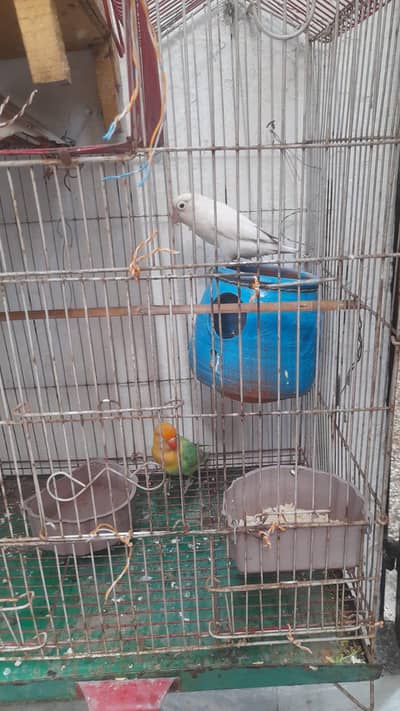 lovebirds