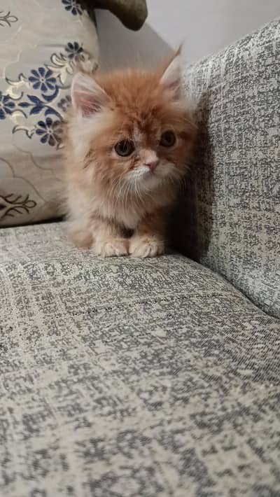 Persian kittens/ cat baby/ persians/ ginger kitten