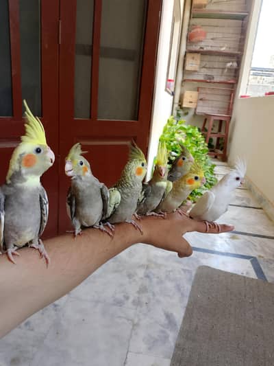 cocktail  hand tame 0/3/1/6/0/2/7/8/4/6/2