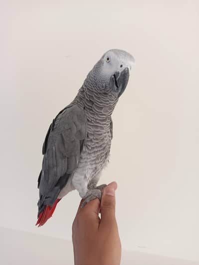 African Grey Parrot Tame & Talking