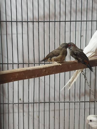 strawberry finch (red munia)