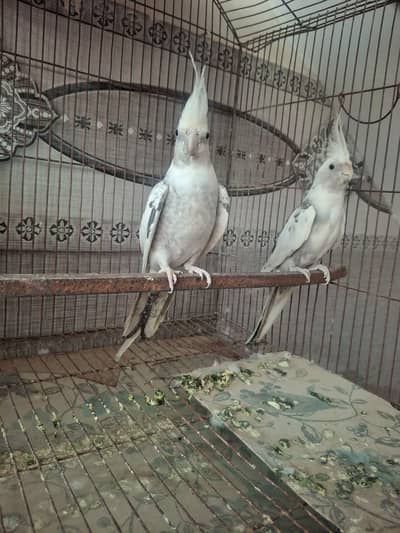 Cockatiel pearl pied