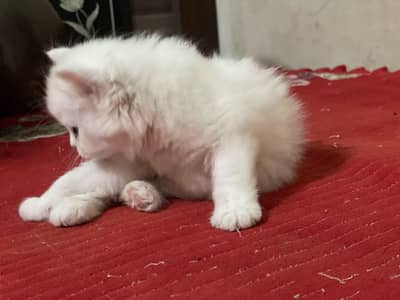 cat for sale