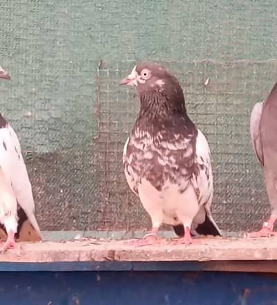 Teddy Golden pigeons Available in Reasonable price