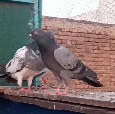 Teddy Golden pigeons Available in Reasonable price