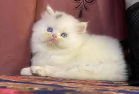(Persian female kitten) (for sale all) (Pakistan delivery available)