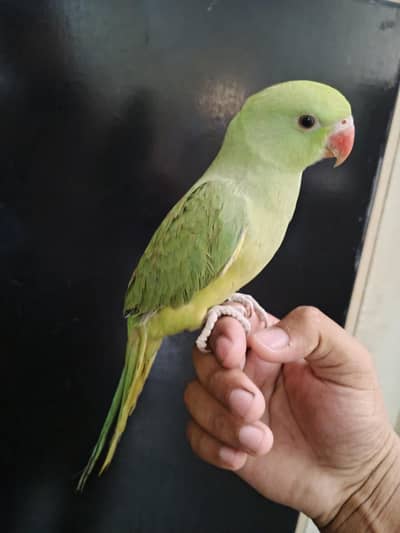 parrot for sale