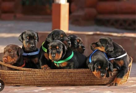 European Doberman puppies imported parents high quality show class