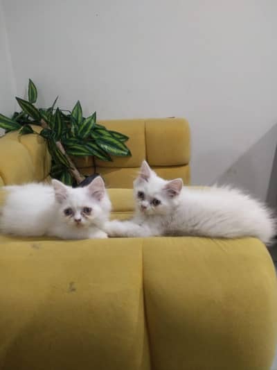 FREE ADOPT
