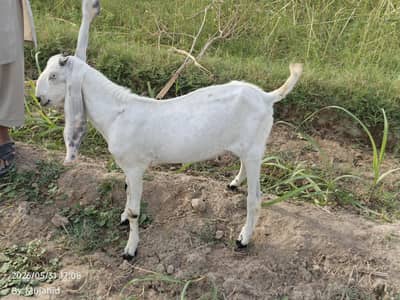 kheera bakra for sale