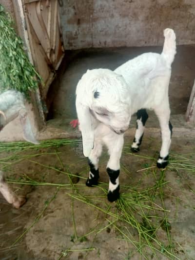 2 paair of goat