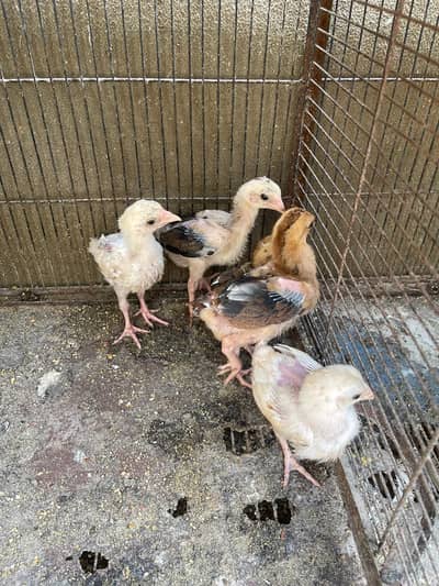 5 Aseel Chicks