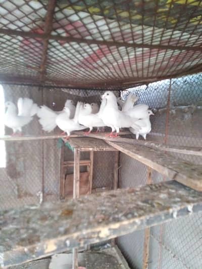laka pigeon / fantail pigeon /gray tail laka pigeons