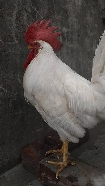Layer hen