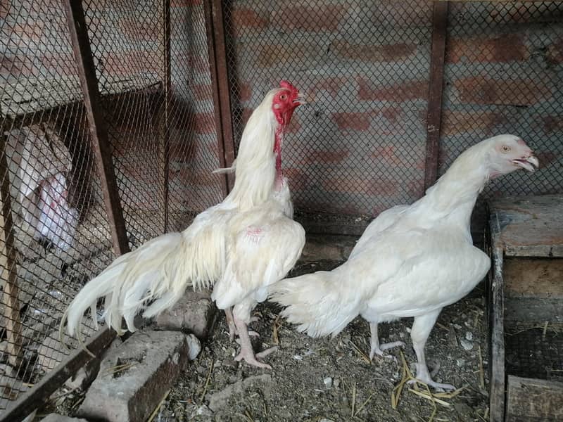 White pair 0