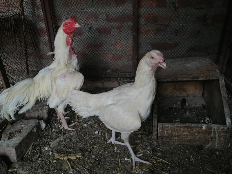White pair 2