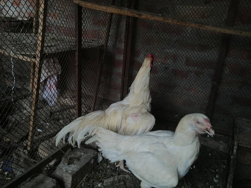 White pair 3
