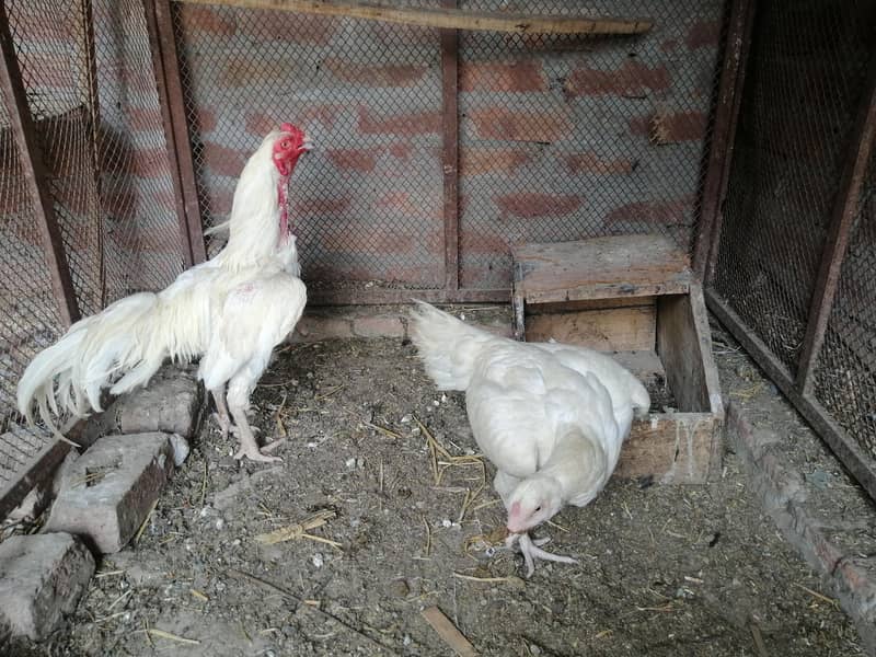 White pair 4