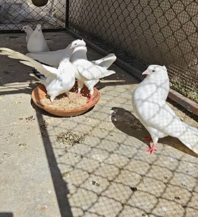 White Gola Pigeons Breeding Pairs