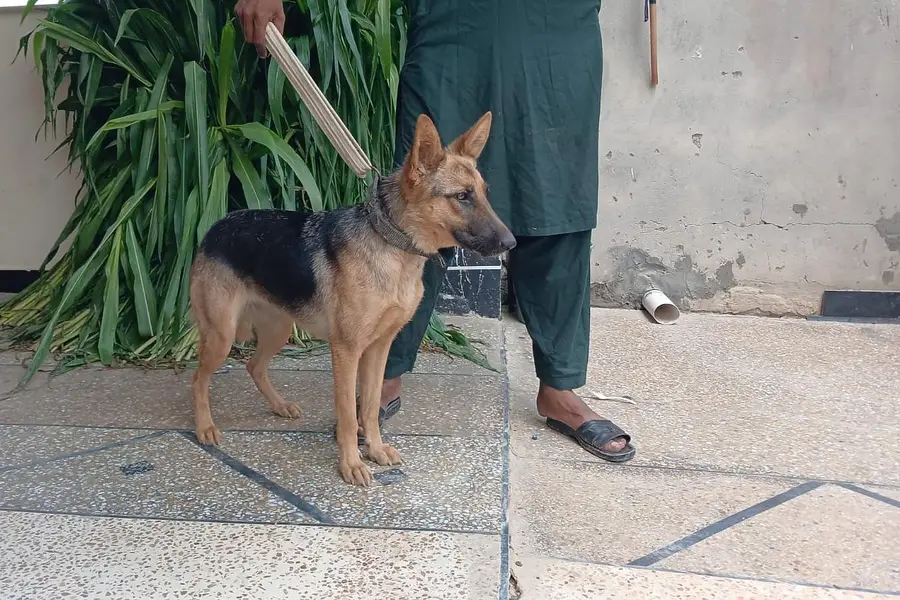 German Shepherd Female