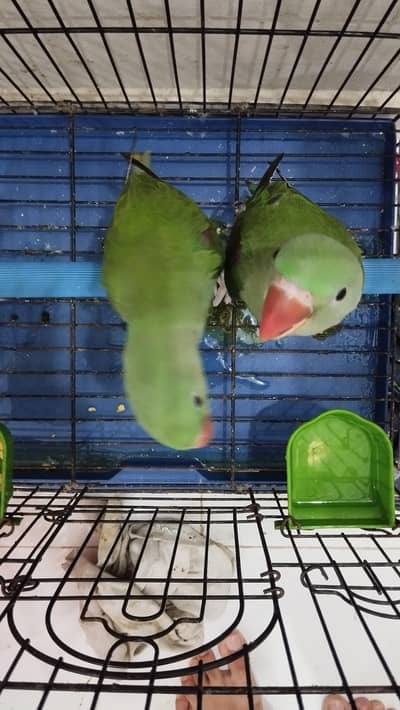 Raw Pahari Baby For Sale