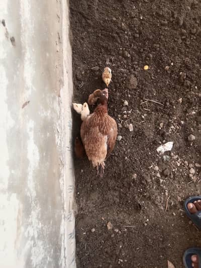 aseel with 5 chick
