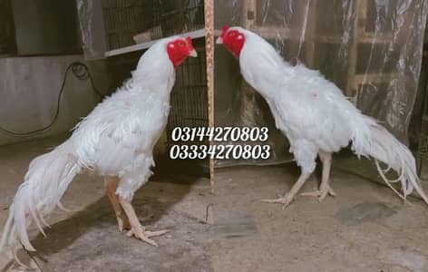 Heera/shamo/chick/eggs/pathy/madi/murga/hera/hira/hen/white/pure/aseel